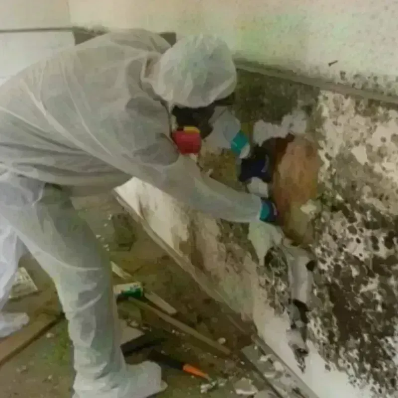 Mold Remediation and Removal in Madison, GA